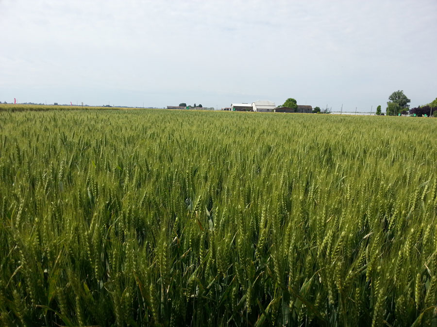 Petra la farina di grano tenero 100% italiano macinata a pietra nel Molino Quaglia